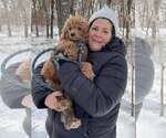 Small #6 Poodle (Miniature)