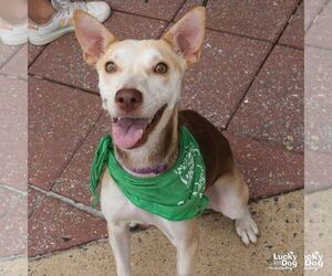 Labrador Retriever-Unknown Mix Dogs for adoption in Washington, DC, USA
