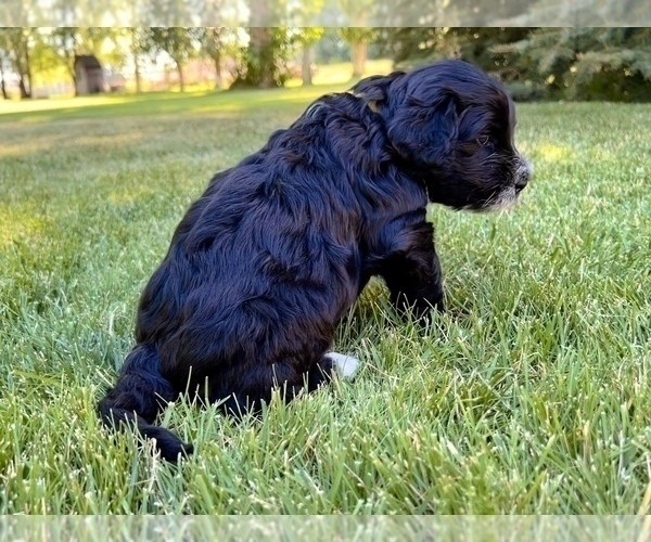 Medium Photo #5 Portuguese Water Dog Puppy For Sale in RIGBY, ID, USA
