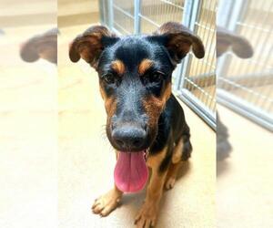 German Shepherd Dog-Unknown Mix Dogs for adoption in Sacramento, CA, USA