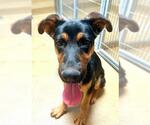Small German Shepherd Dog Mix