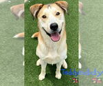 Small #5 Alaskan Malamute-German Shepherd Dog Mix