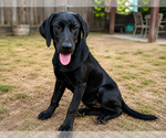 Small #1 Labrador Retriever
