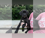 Small #7 Cane Corso