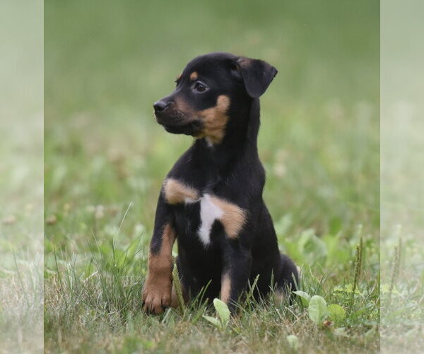 Medium Photo #2 Mutt Puppy For Sale in Mechanicsburg, PA, USA