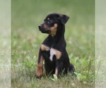 Small #1 Mutt