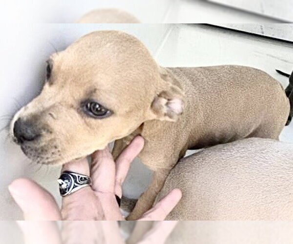 Medium Photo #1 Mutt Puppy For Sale in Houston, TX, USA