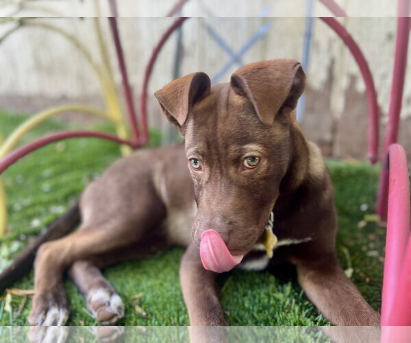 Medium Photo #5 Mutt Puppy For Sale in Sandy, UT, USA