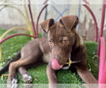 Small #4 Mutt