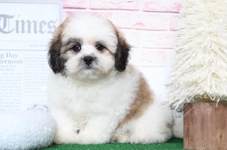 Shih-Poo Puppy for sale in BEL AIR, MD, USA