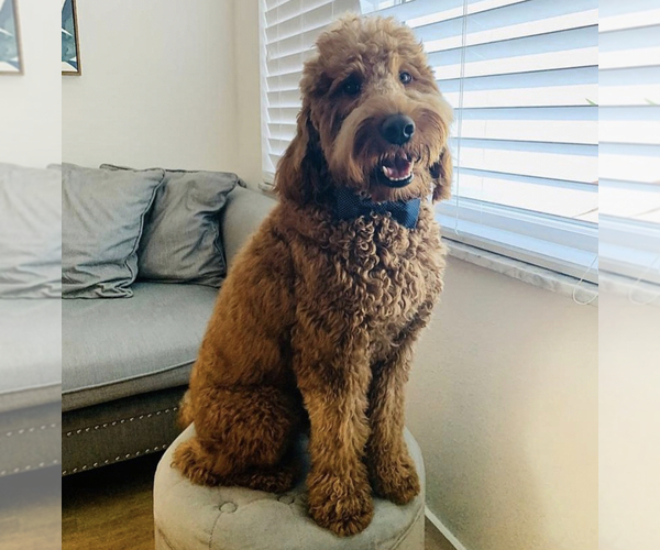 Medium Photo #1 Goldendoodle Puppy For Sale in KISSIMMEE, FL, USA