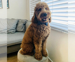Small Photo #1 Goldendoodle Puppy For Sale in KISSIMMEE, FL, USA