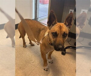 German Shepherd Dog-Unknown Mix Dogs for adoption in Plano, TX, USA