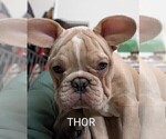 Small Photo #77 French Bulldog Puppy For Sale in MCKINLEYVILLE, CA, USA