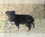 Small Photo #1 German Shepherd Dog Puppy For Sale in HORN CREEK, CO, USA