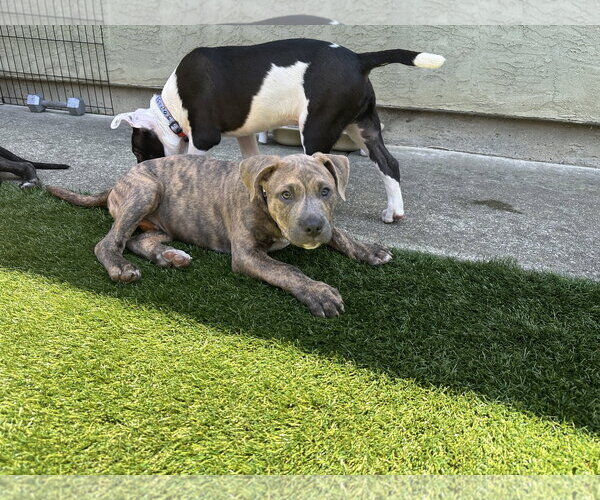 Medium Photo #6 American Pit Bull Terrier Puppy For Sale in Berkeley, CA, USA