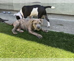 Small #5 American Pit Bull Terrier