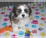 Small Photo #12 Shih-Poo Puppy For Sale in ORO VALLEY, AZ, USA