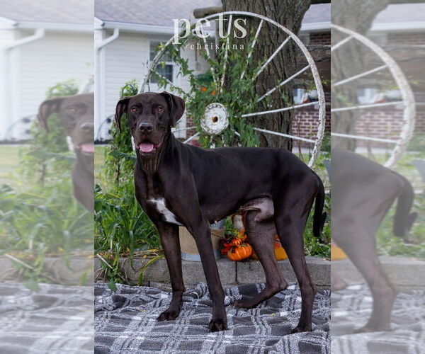 Medium Photo #8 Great Dane Puppy For Sale in Foristell, MO, USA