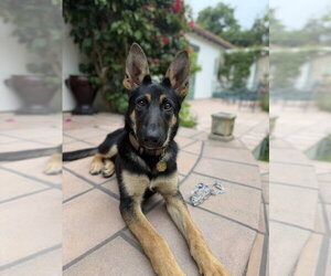 German Shepherd Dog Dogs for adoption in Cupertino, CA, USA