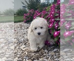 Small #1 Coton de Tulear-Poodle (Toy) Mix