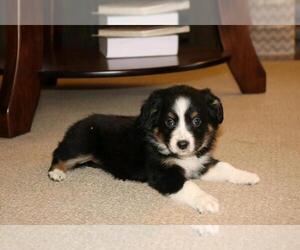 Australian Shepherd Puppy for sale in FREDERICKSBG, OH, USA