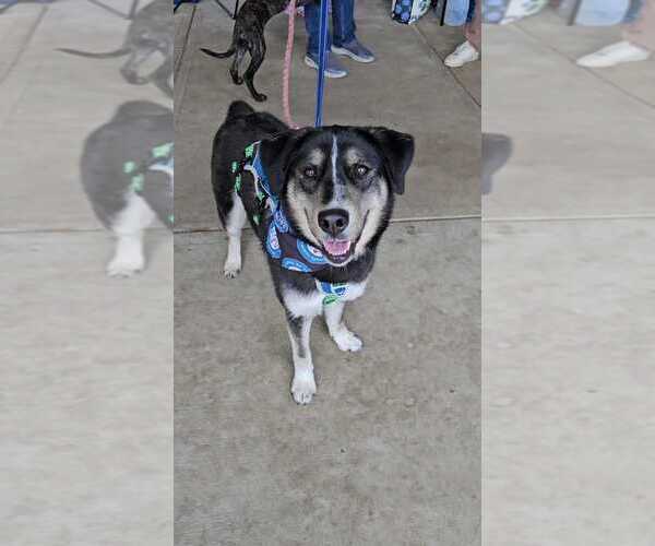 Medium Photo #13 German Shepherd Dog-Unknown Mix Puppy For Sale in Silver Spring, MD, USA