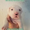 Small Photo #199 Dogo Argentino Puppy For Sale in JANE, MO, USA