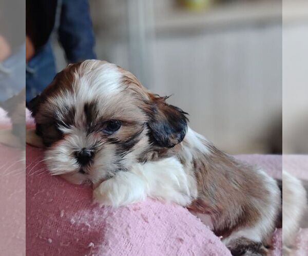 Medium Photo #1 Shih-Poo Puppy For Sale in REEDSBURG, WI, USA