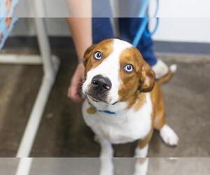 Siberian Husky-Unknown Mix Dogs for adoption in Mountain Home, AR, USA