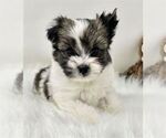 Small #7 Biewer Terrier