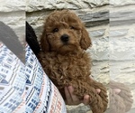Puppy 5 Goldendoodle (Miniature)
