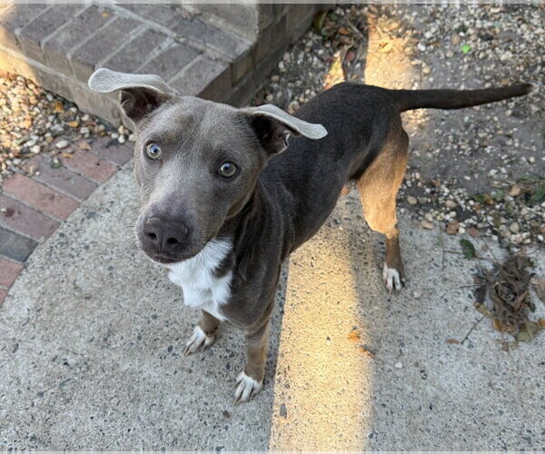 Medium Photo #7 Retriever -Unknown Mix Puppy For Sale in Woodbury, NY, USA