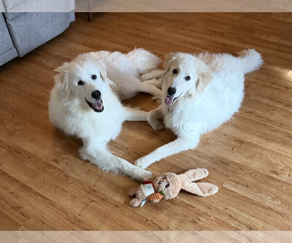 Medium Photo #5 Great Pyrenees-Unknown Mix Puppy For Sale in Houston, TX, USA