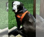 Small #3 Catahoula Leopard Dog-Great Dane Mix