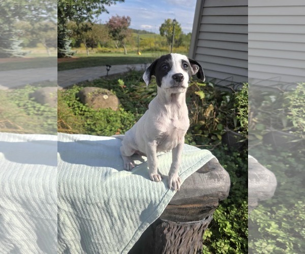 Medium Photo #4 Borador Puppy For Sale in SHERBURNE, NY, USA