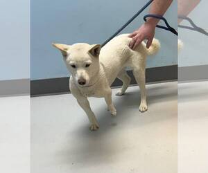Shiba Inu Dogs for adoption in Pryor, OK, USA