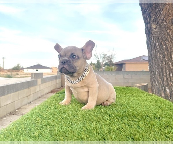 Medium Photo #13 French Bulldog Puppy For Sale in FRESNO, CA, USA
