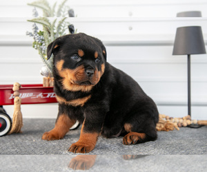 Medium Rottweiler