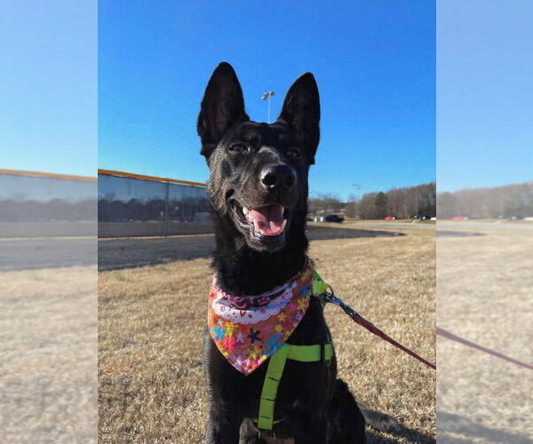 Medium Photo #1 Holland Shepherd-Unknown Mix Puppy For Sale in Imlay City, MI, USA