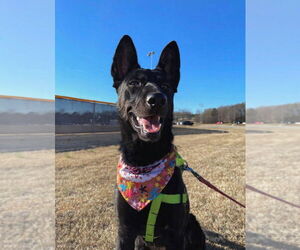 Holland Shepherd-Unknown Mix Dogs for adoption in Imlay City, MI, USA