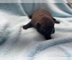 Puppy Puppy 2 French Bulldog