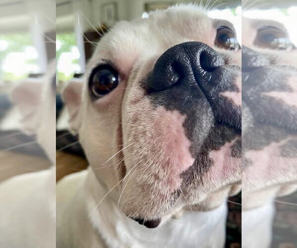 Medium Photo #2 French Bulldog Puppy For Sale in Millsboro, DE, USA