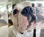 Small #1 French Bulldog