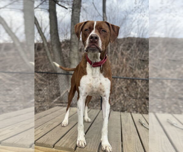 Medium Photo #12 Boxador Puppy For Sale in Elmsford, NY, USA