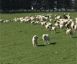 Father of the Great Pyrenees puppies born on 07/06/2026