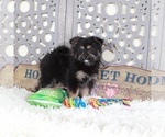 Small #2 Yoranian