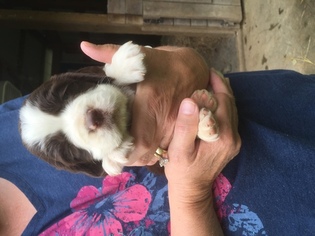 English Springer Spaniel Puppy for sale in BATAVIA, OH, USA
