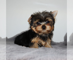 Yorkshire Terrier Puppy for sale in LOS ANGELES, CA, USA