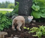 Small Photo #19 Cocker Spaniel Puppy For Sale in WITHEE, WI, USA